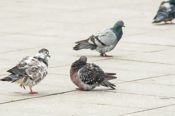 Urban pigeon eating bread scattered with tourists — Stock Photo, Image