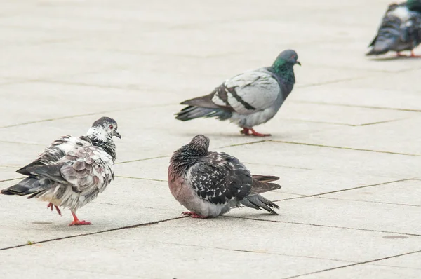 Pigeon urbain manger du pain parsemé de touristes — Photo