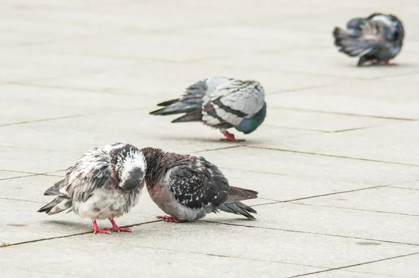 Городской голубь ест хлеб, разбросанный среди туристов — стоковое фото