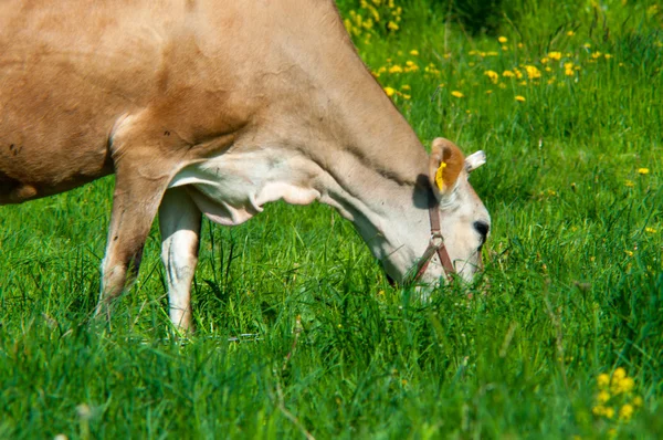 Jersey vaca grazes en un prado —  Fotos de Stock