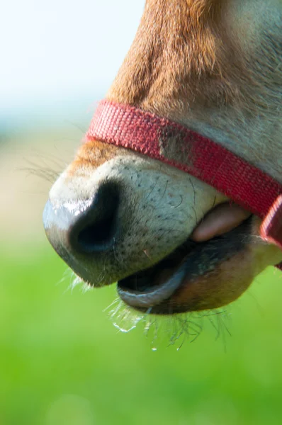 Jersey vaca grazes en un prado — Foto de Stock