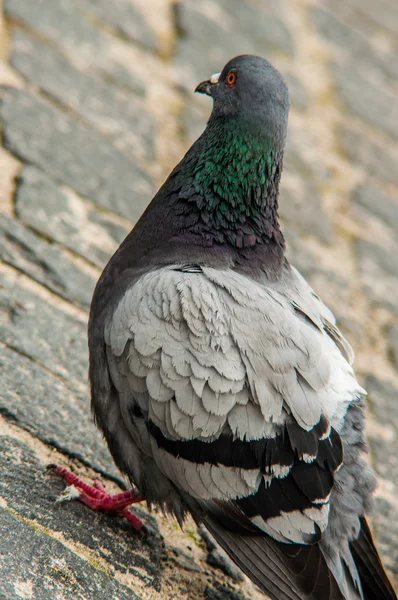 Pigeon urbain manger du pain parsemé de touristes — Photo