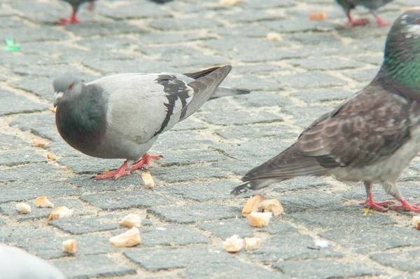 城市鸽子吃面包散落与游客 — 图库照片