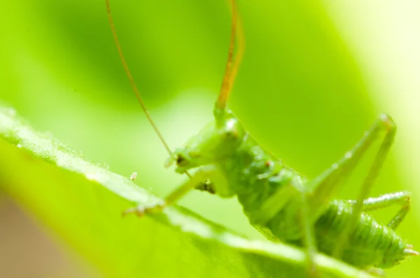 Grasshopper na grama verde — Fotografia de Stock