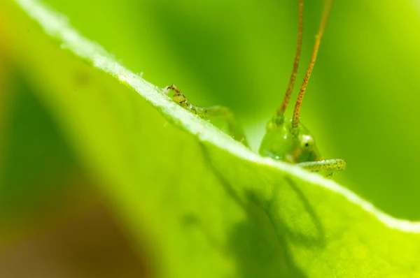 Grasshopper na grama verde — Fotografia de Stock