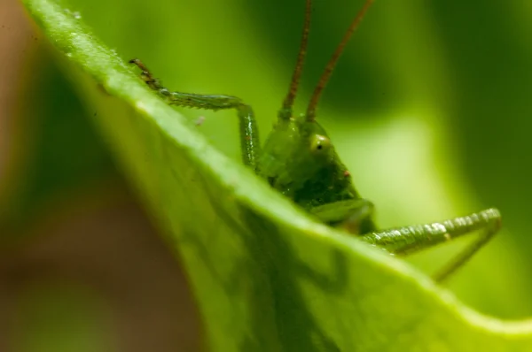 Grasshopper na grama verde — Fotografia de Stock