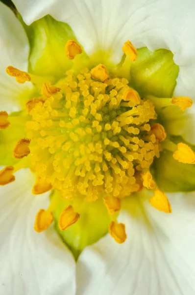 Çilek çiçek — Stok fotoğraf