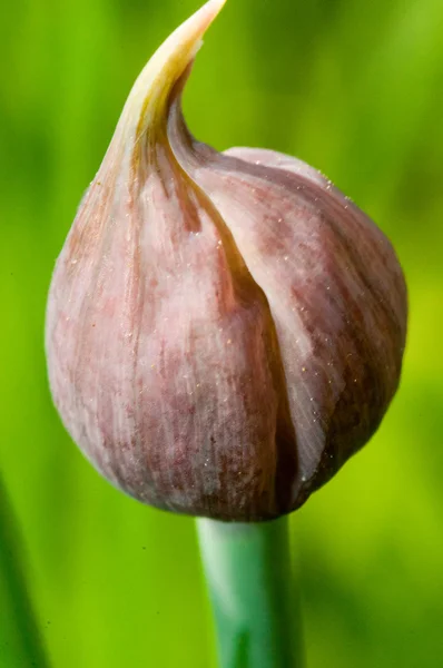 韭菜种植在花园里 — 图库照片