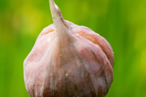 Cebollino que crece en el jardín —  Fotos de Stock