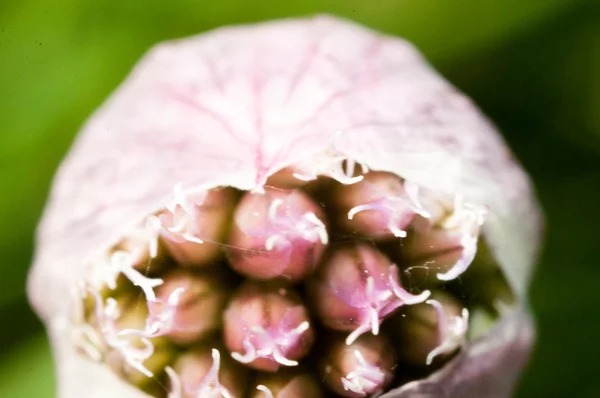 韭菜种植在花园里 — 图库照片