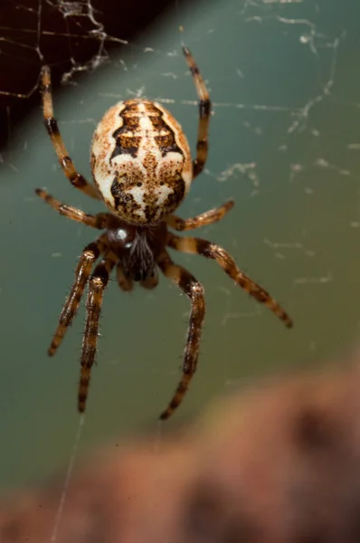 Spider weaves a web of — Stock Photo, Image