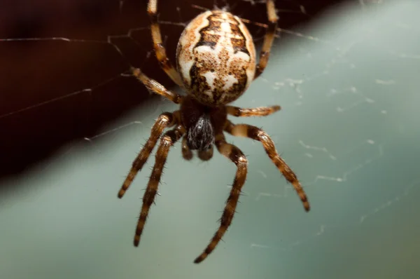 Spindel väver en webb av — Stock fotografie