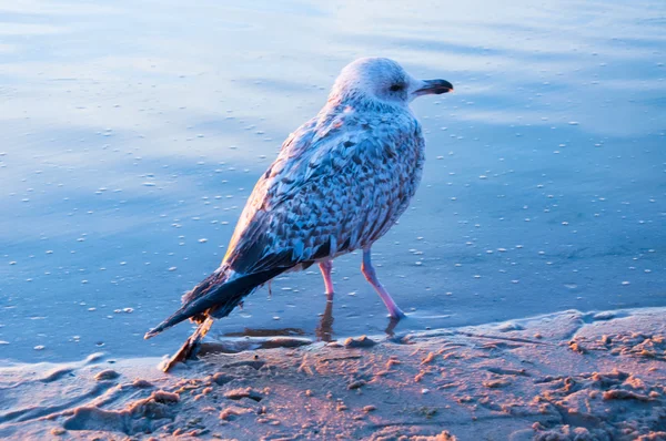 Seagull staande op de oever van de zee — Stockfoto