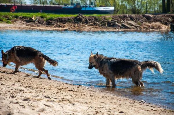 Köpek gölde yüzüyor. — Stok fotoğraf