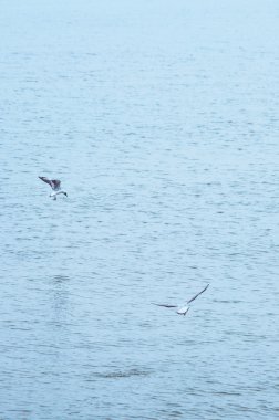 Martılar denizin üzerinde uçuyor.