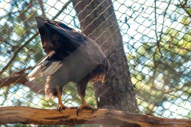 bir ağaç üzerinde kartal
