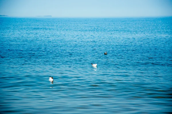 Чайка стоит на берегу моря — стоковое фото
