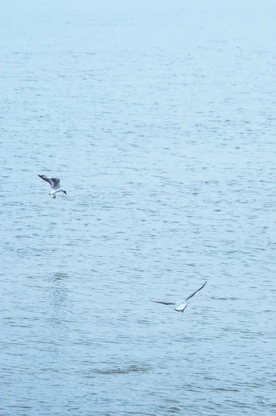 Måsar som flyger över havet — Stockfoto