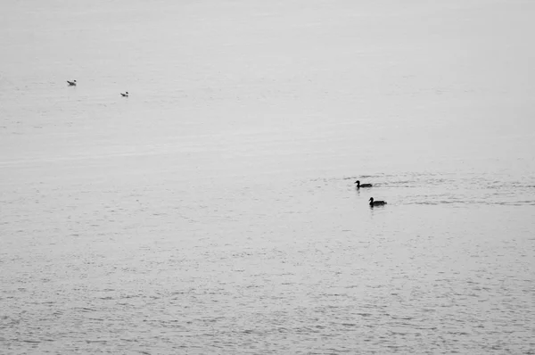 Mouettes volant au-dessus de la mer — Photo