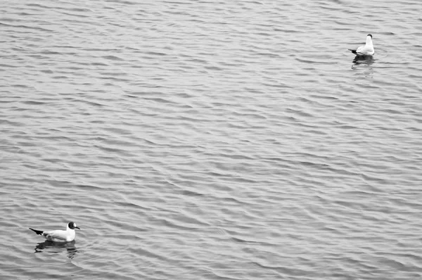Gabbiani che sorvolano il mare — Foto Stock