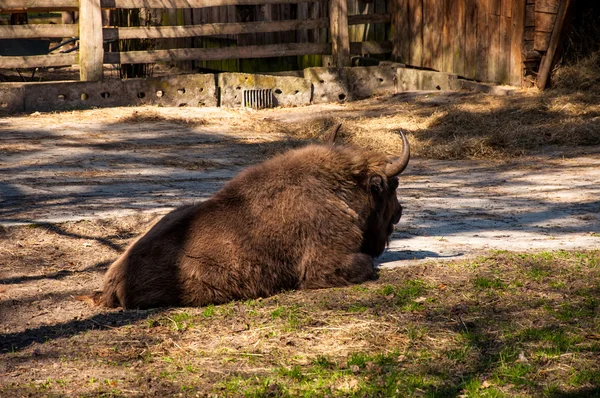 Bisontes descansando — Foto de Stock