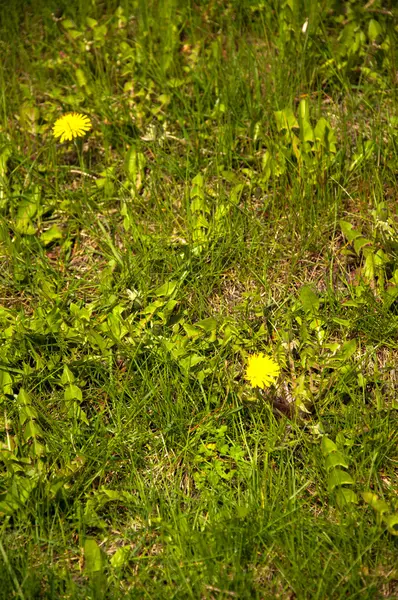 開花のタンポポ — ストック写真