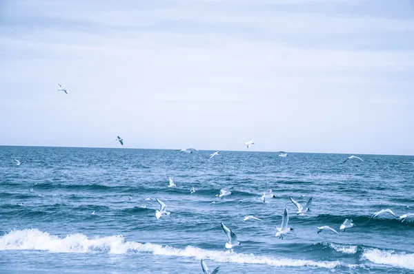 Måsar som flyger över havet — Stockfoto