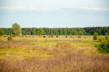 buzağılar çayır yarış hf içinde