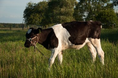 buzağılar çayır yarış hf içinde