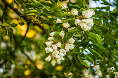 Haziran ayında çiçekli akasya ağacı
