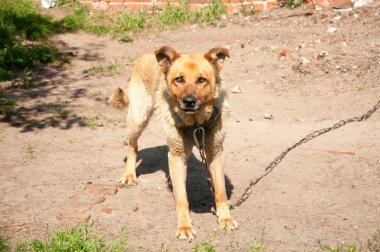 Köpek tasma kabuk