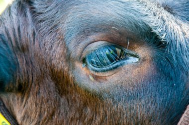 buzağılar çayır yarış hf içinde