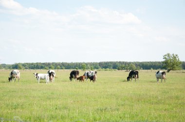 buzağılar çayır yarış hf içinde