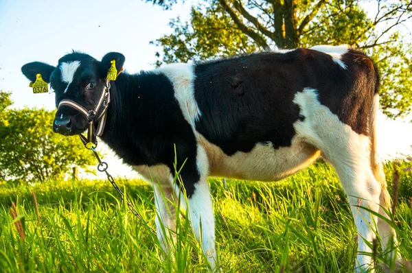 Veaux dans la course de prairie hf — Photo