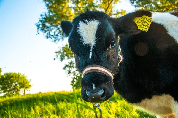 Kalvar i ängen race hf — Stockfoto