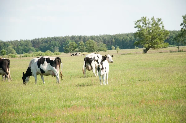犊牛在草地上种族 hf — 图库照片