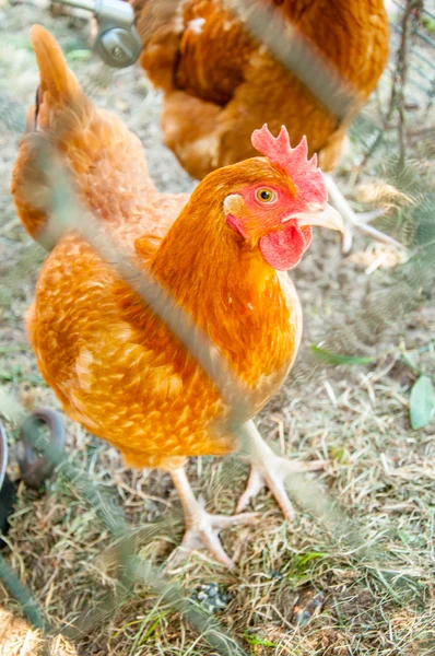 Szabad tartású csirkék — Stock Fotó