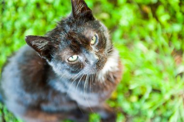 Evcil kedi çimlerin üzerinde oturuyor.