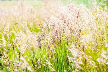 çiçekli çayır çimen