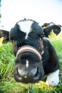 buzağılar çayır yarış hf içinde