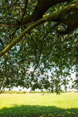 İlkbaharda genç ağaç