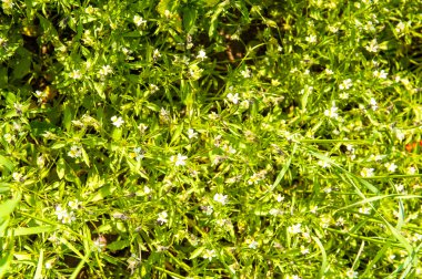 baharda bir alanda büyüyen mısır