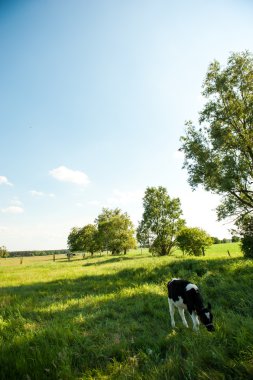 buzağılar çayır yarış hf içinde
