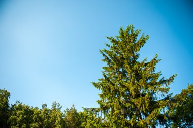 İlkbaharda genç ağaç