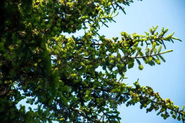 Young tree in spring — Stock Photo, Image