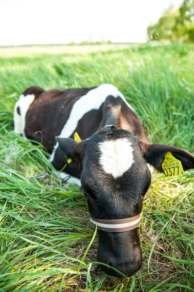 Calves in the meadow race hf — Stock Photo, Image