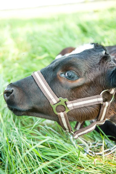 Calves in the meadow race hf — Stock Photo, Image