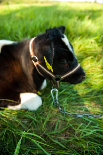 犊牛在草地上种族 hf — 图库照片