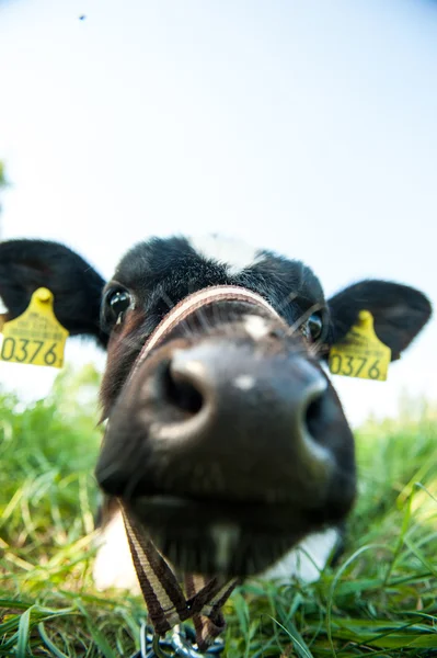 Calves in the meadow race hf — Stock Photo, Image