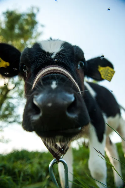 Calves in the meadow race hf — Stock Photo, Image